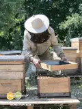 Дягилевый мёд (алтайский)
