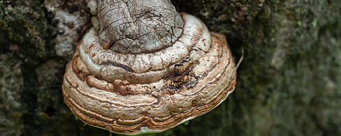 Агарикус лиственный гриб