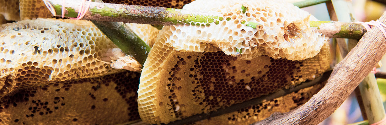 Дикий бортевой мед: полезные свойства, противопоказания, рецепты для  применения