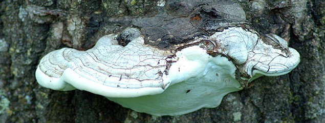 Березовый гриб чага лечебные свойства и противопоказания thumbnail